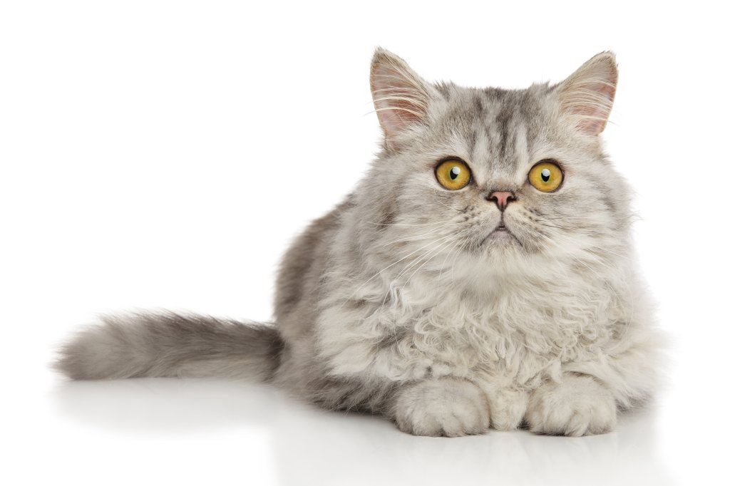 Katze Perserkatze