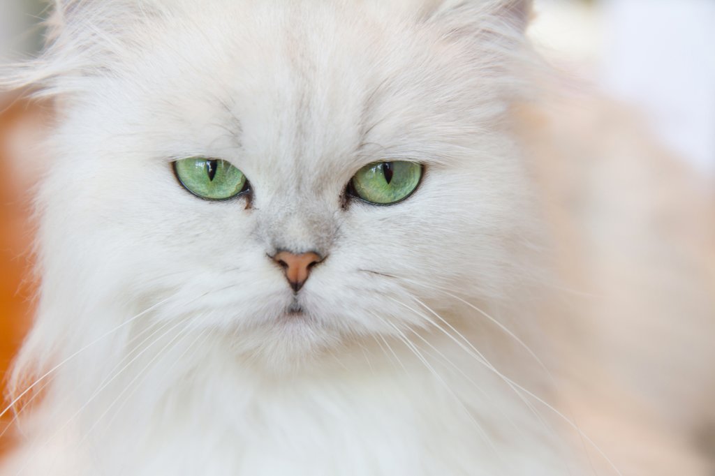 Katze Perserkatze