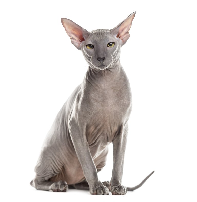 Katze Peterbald