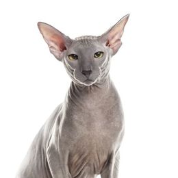 Katzenrasse Peterbald