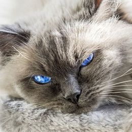 Katzenrasse Ragdoll