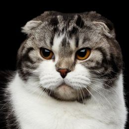 Katzenrasse Scottish Fold Shorthair