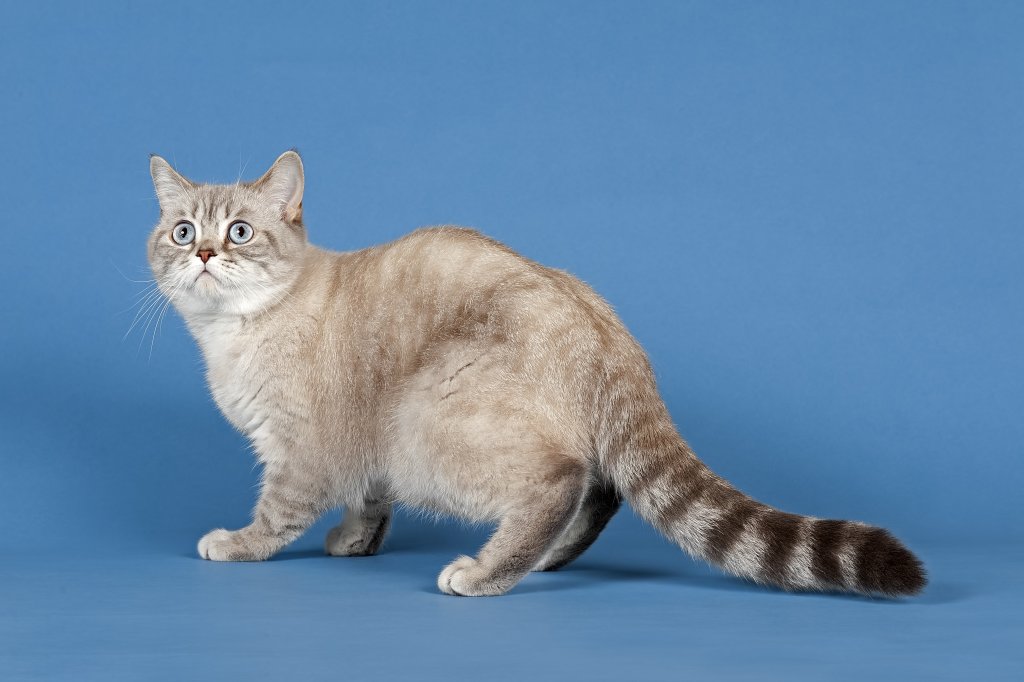 Katze Selkirk Rex Shorthair
