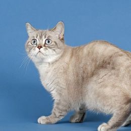 Katzenrasse Selkirk Rex Shorthair selkirk-rex-shorthair