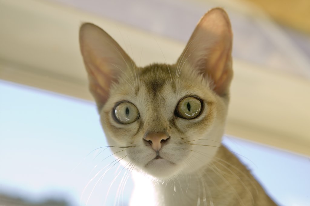 Katze Singapura