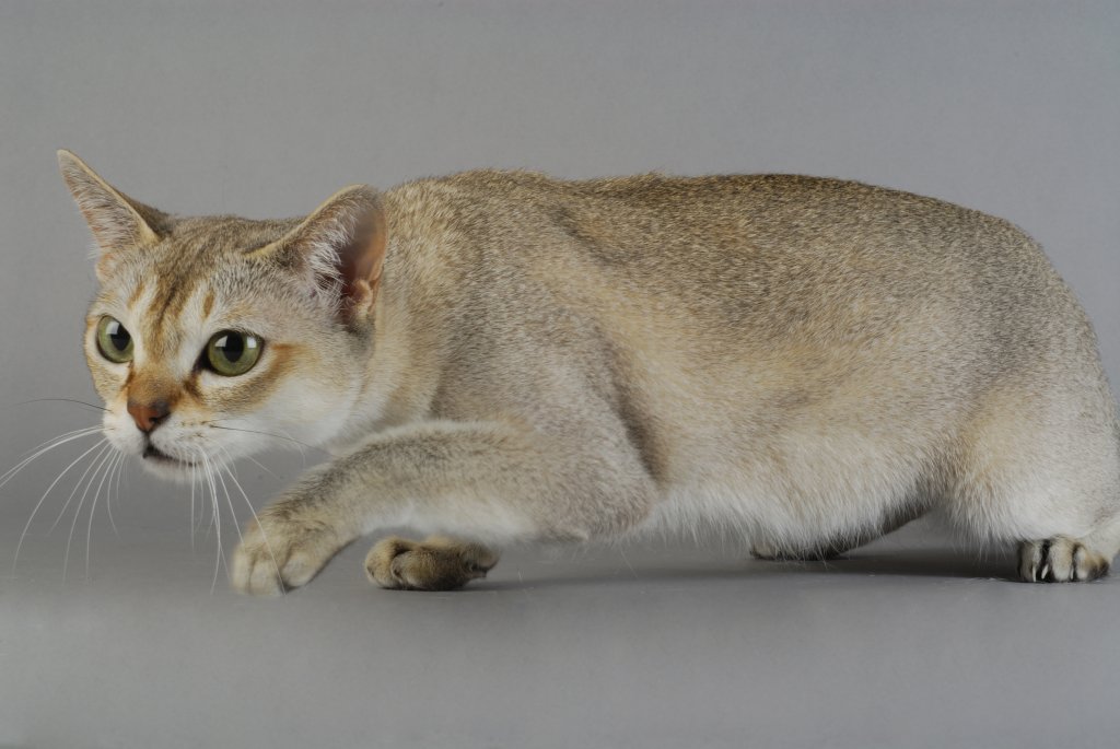 Katze Singapura