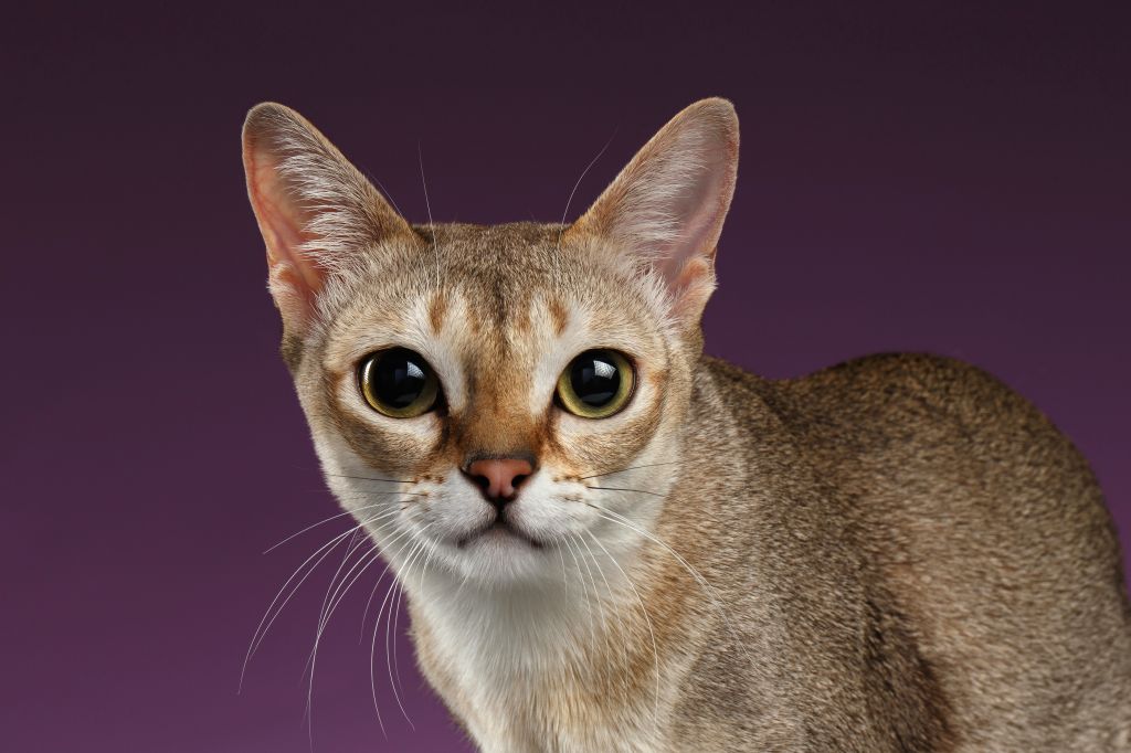 Katze Singapura