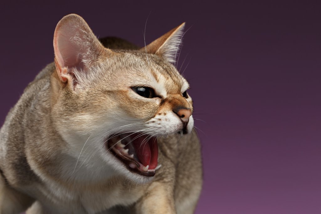 Katze Singapura
