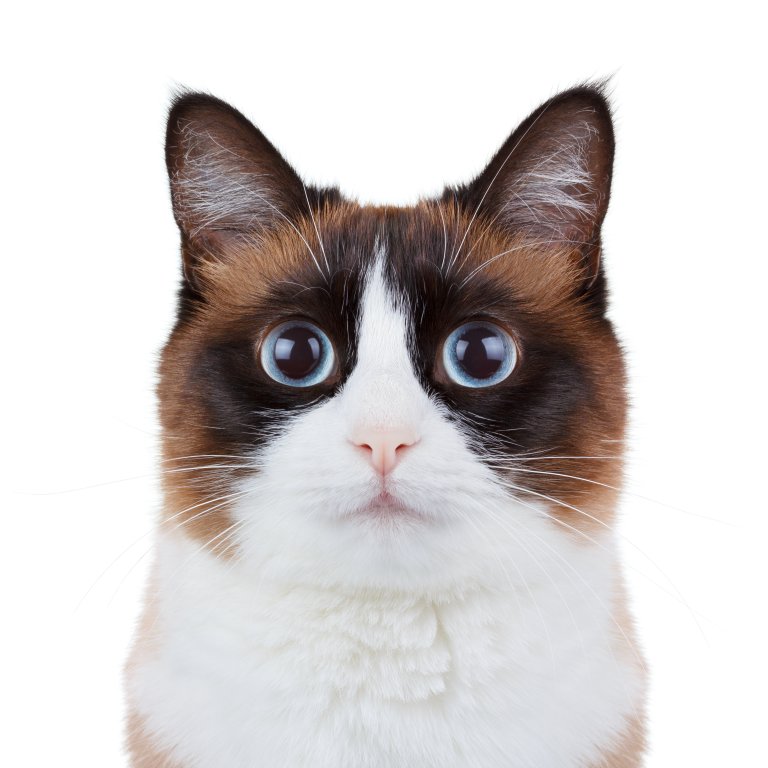 Katze Snowshoe Shorthair