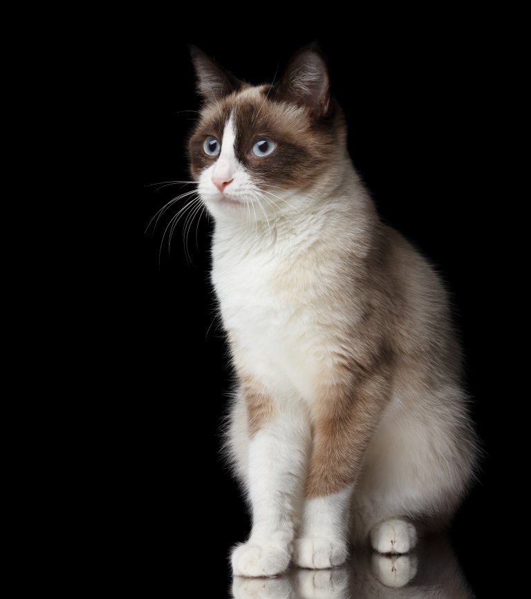 Katze Snowshoe Shorthair