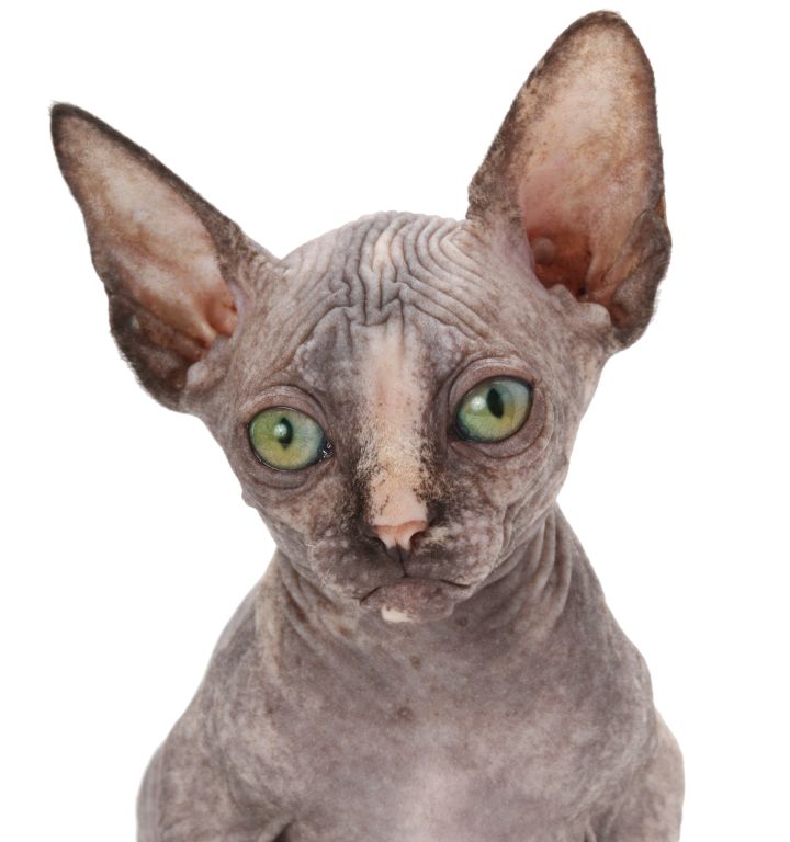 Katze Sphynx