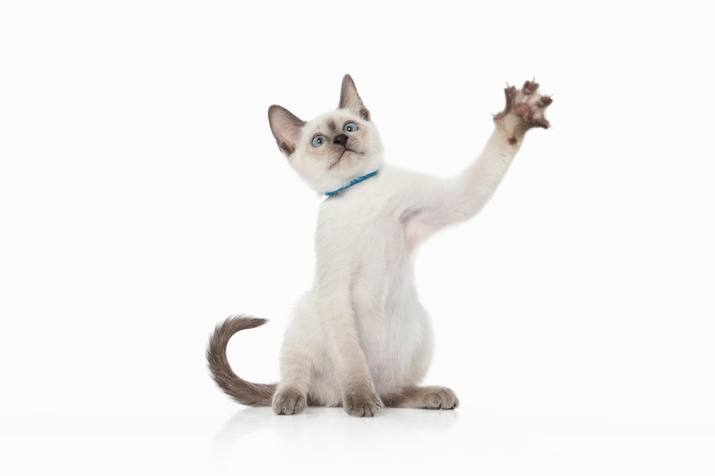 Katze Thaikatze