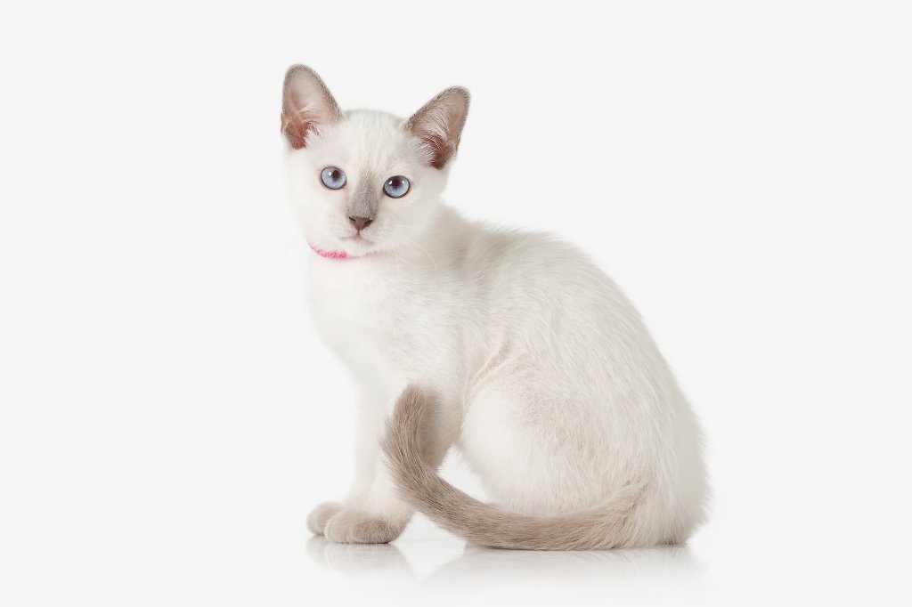 Katze Thaikatze