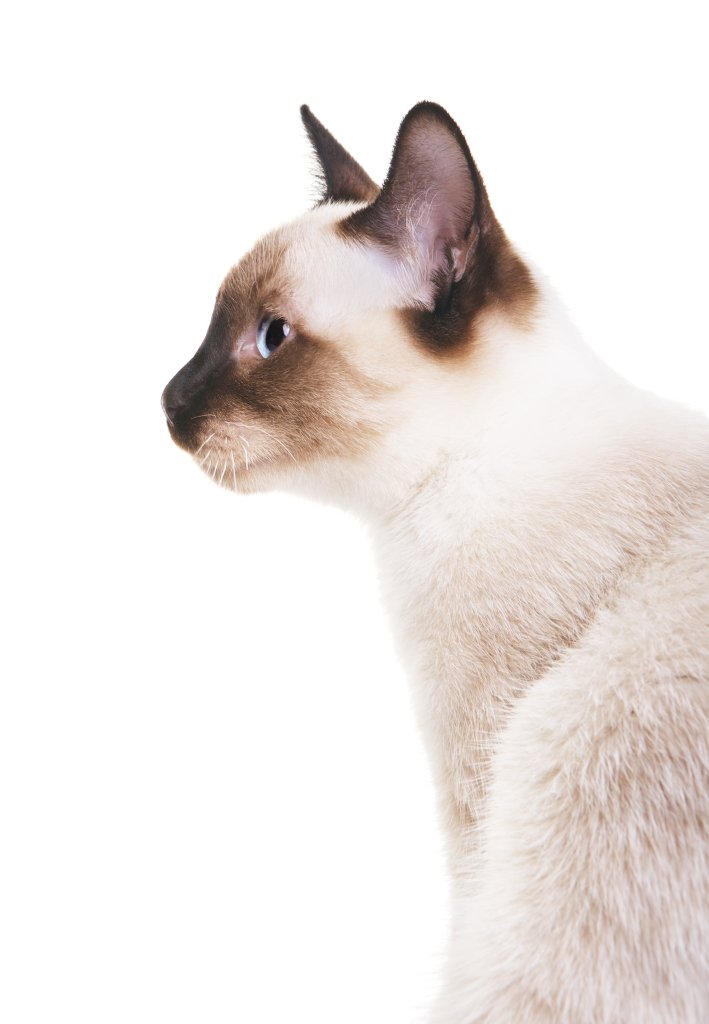 Katze Thaikatze