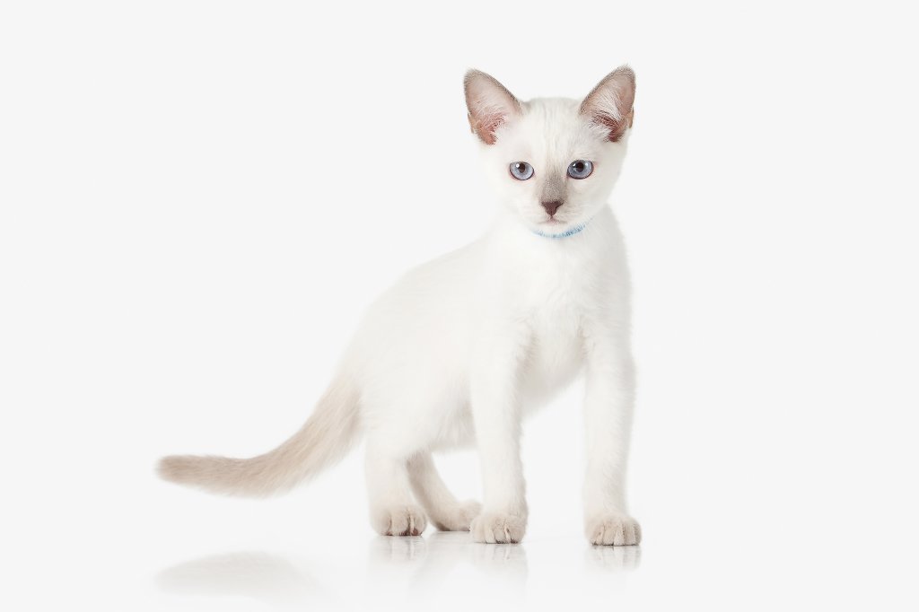Katze Thaikatze