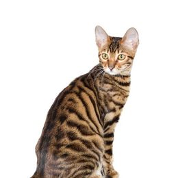 Katzenrasse Toyger