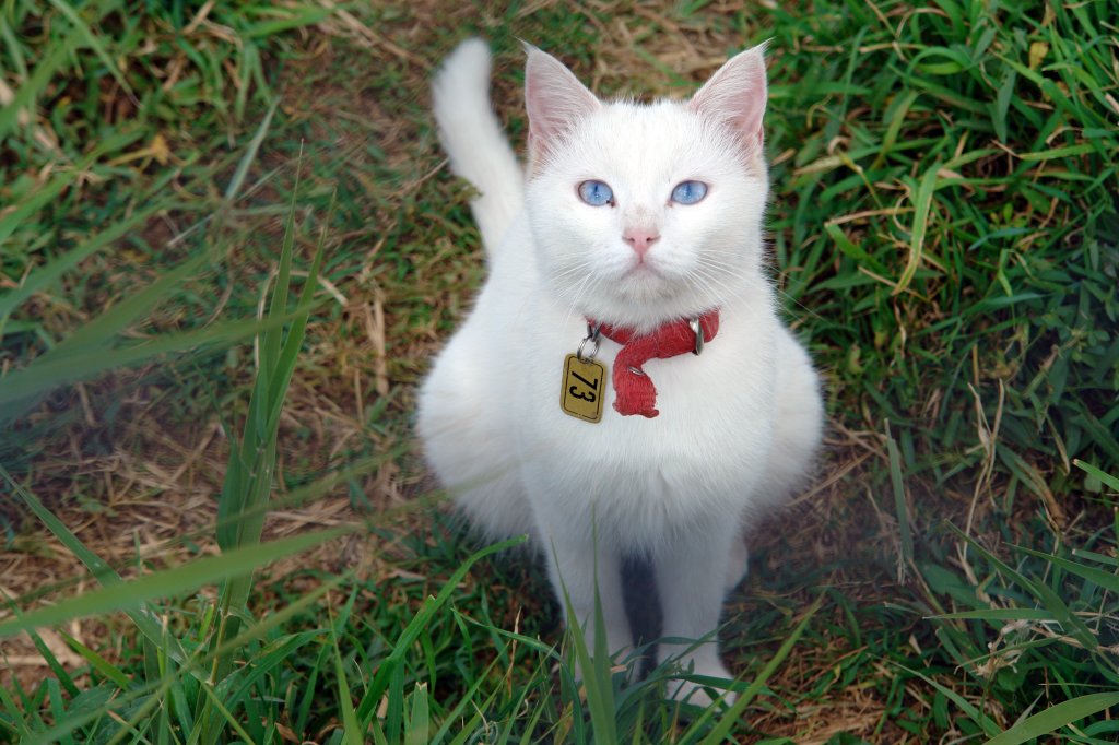 Katze Türkisch Van