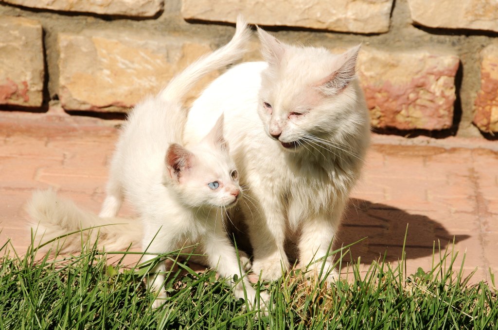 Katze Türkisch Van