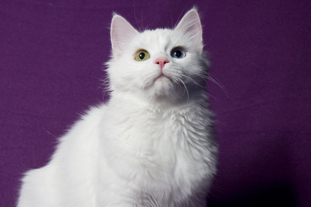 Katze Türkisch Van