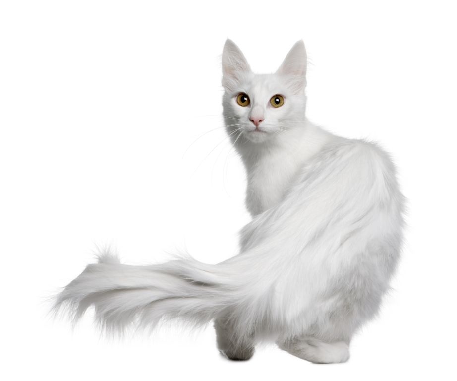 Katze Türkisch Angora