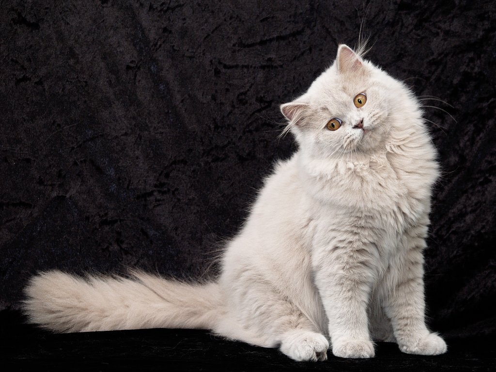 Katze Türkisch Angora