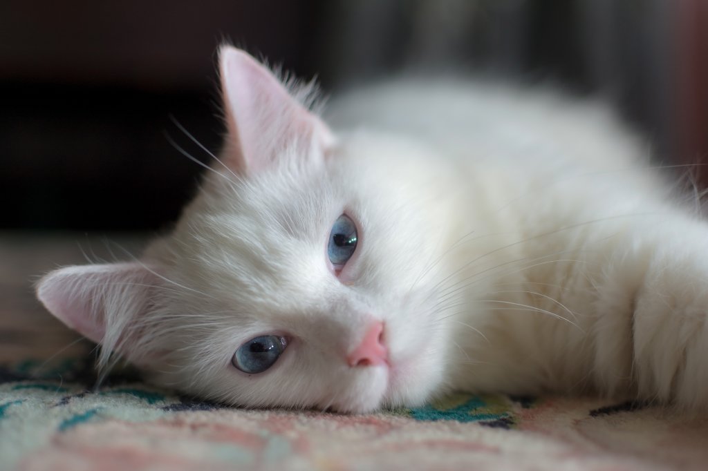 Katze Türkisch Angora