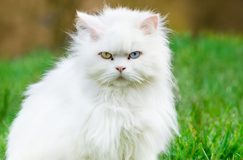 Katze Türkisch Angora